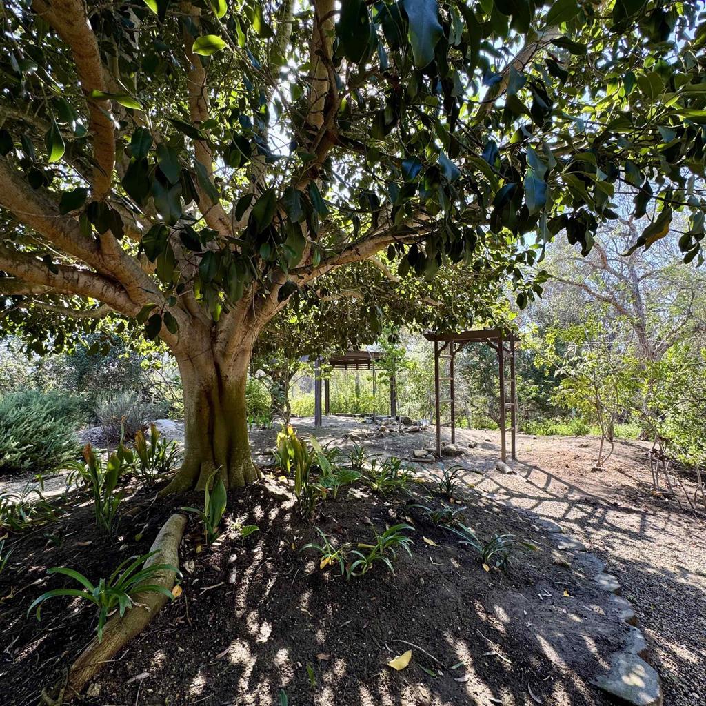 2848 Los Alisos Drive Fallbrook, CA 92028 - Photo 29 of 74 a view of a tree in the middle of a yard