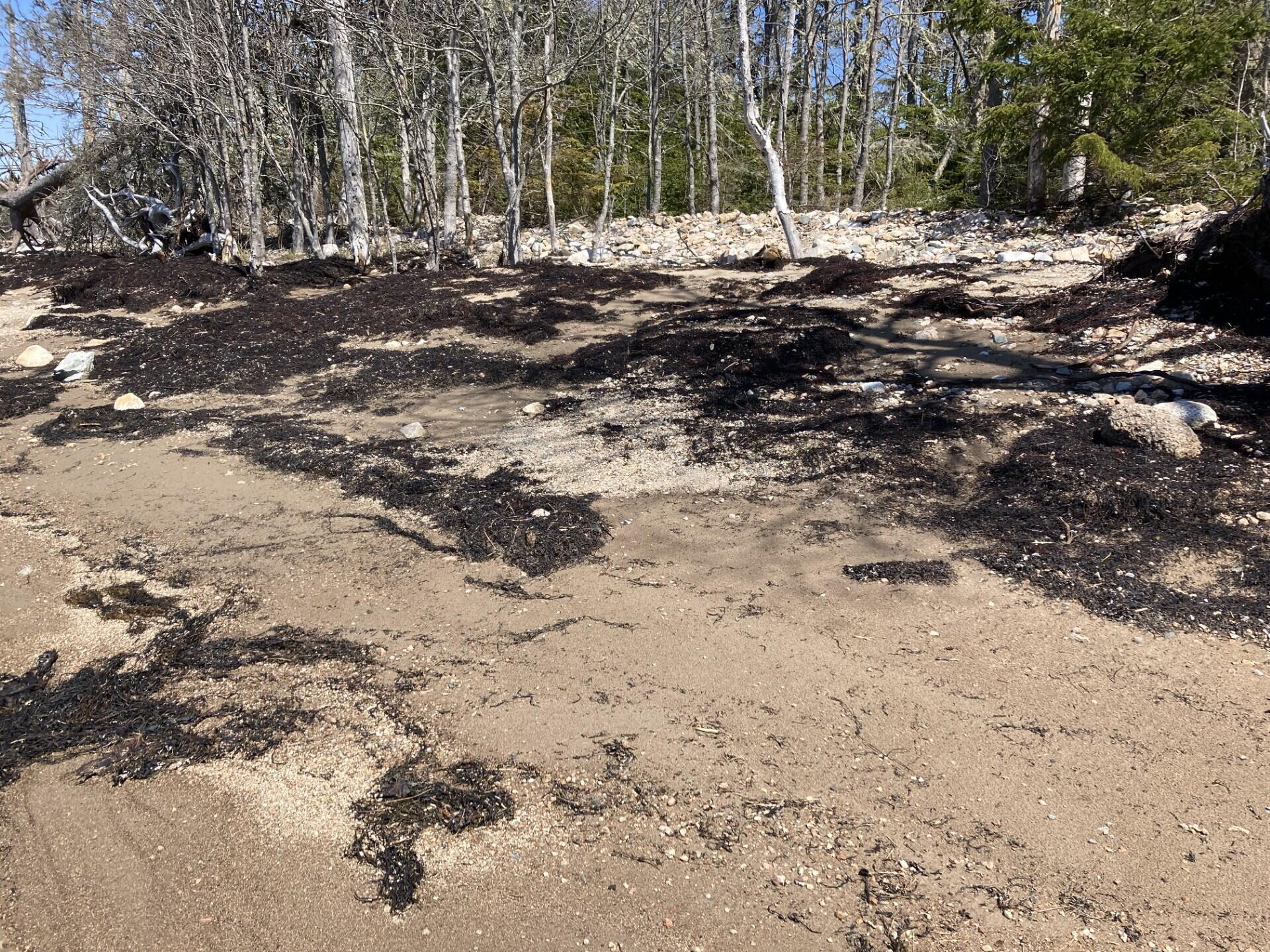 Lot #17 Wilderness Shore Road Steuben, ME 04680 - Photo 10 of 15 Sandy/Gravelly beach