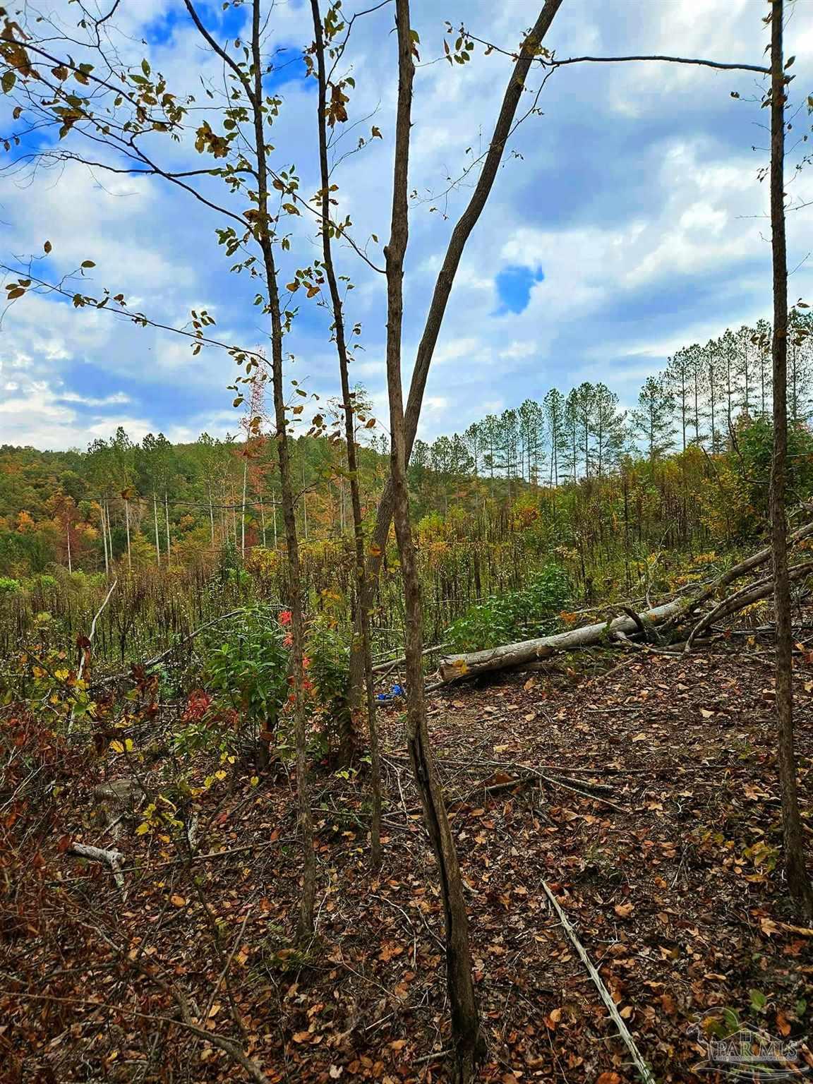 0 County Road Waterloo, AL 35677 - Photo 32 of 51 a view of a yard