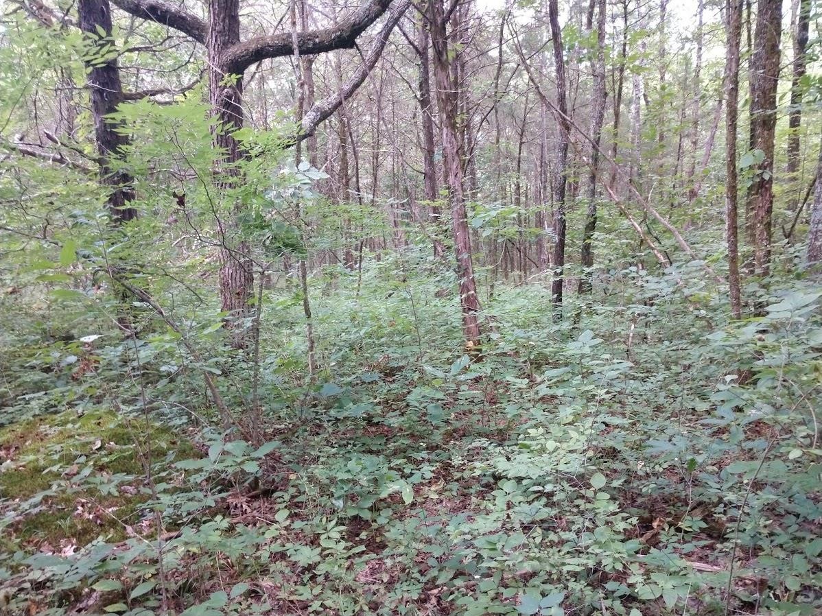 2366 Tracy Road Watertown, TN 37184 - Photo 13 of 25