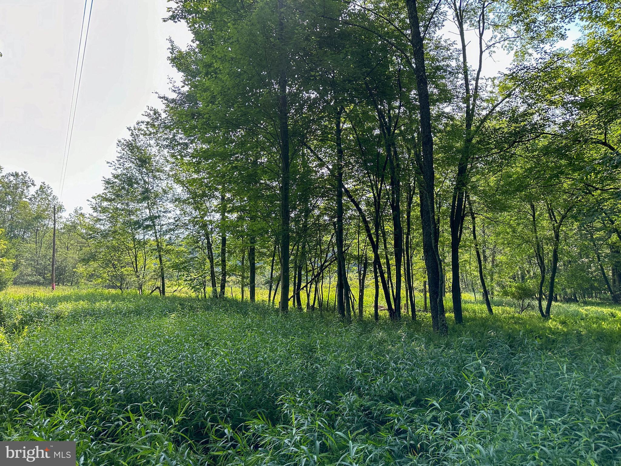 525 Brant Road Swanton, MD 21561 - Photo 6 of 24 Level Building Site