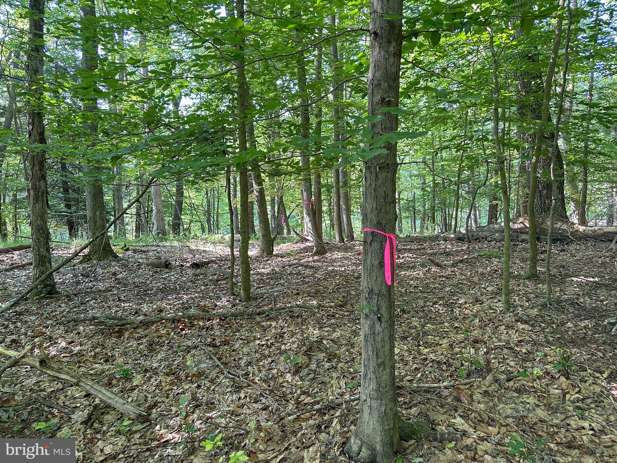 525 Brant Road Swanton, MD 21561 - Photo 7 of 24 Path marked to lakefront