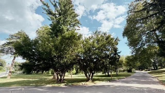 a tree in a field with lots of trees