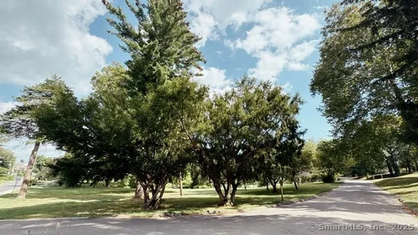 a tree in a field with lots of trees