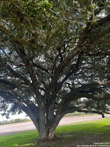 a view of tree next to a yard