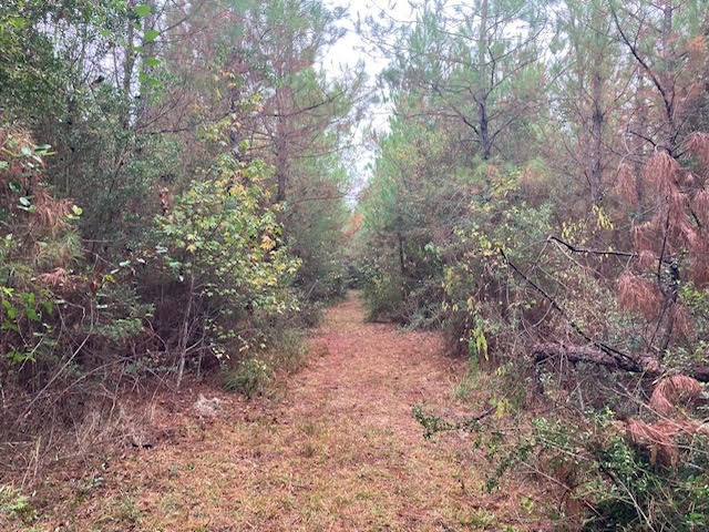 0 East Lewiston Road Kentwood, LA 70444 - Photo 8 of 26 Photo 8