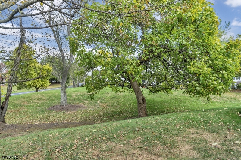 323 Sparrow Court Three Bridges, NJ 08887 - Photo 17 of 20 a view of a tree in a yard