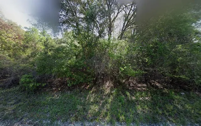 a view of a lush green forest