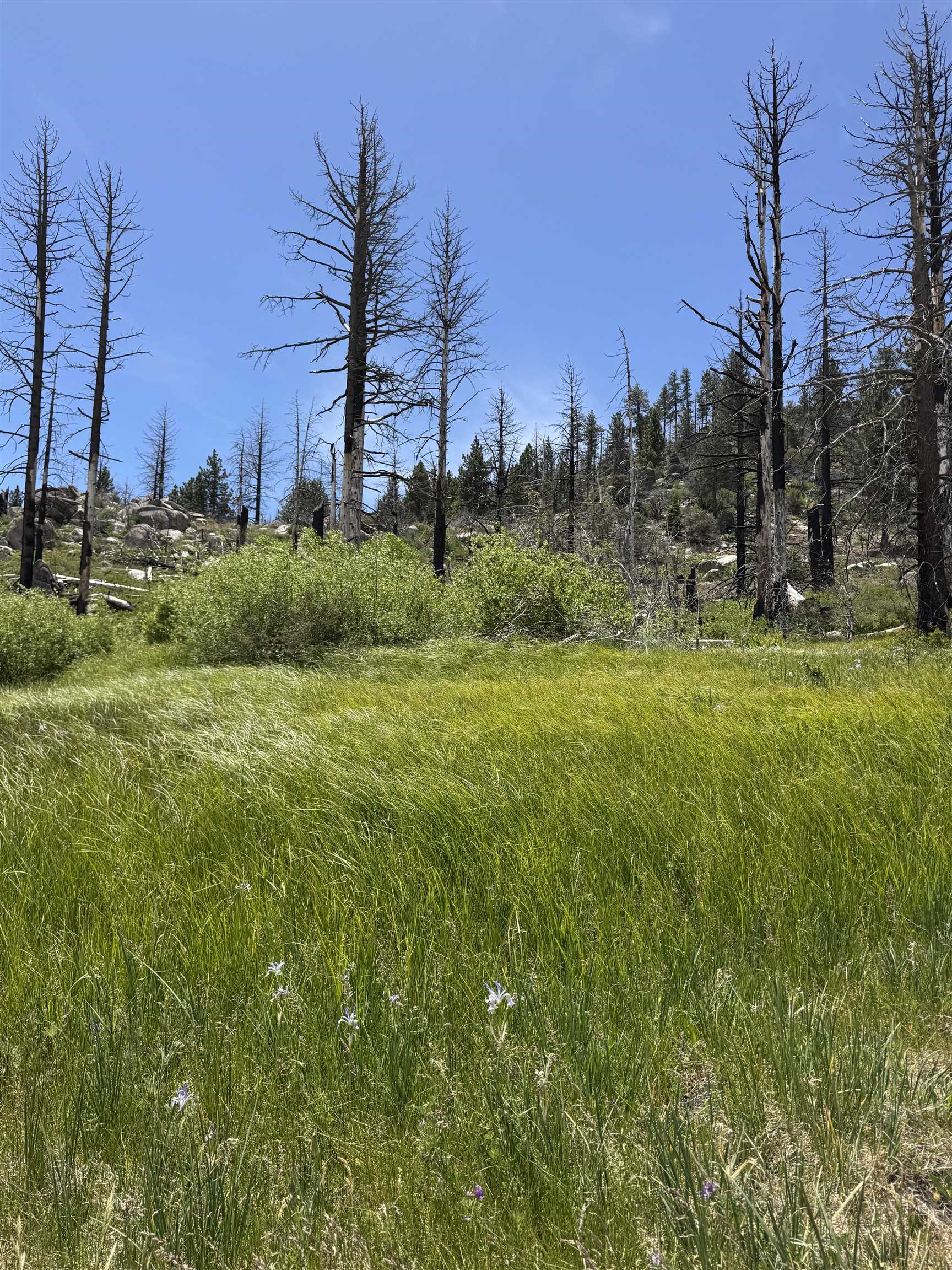 434-100 Diamond Mountain Road Doyle, CA 96109 - Photo 45 of 57