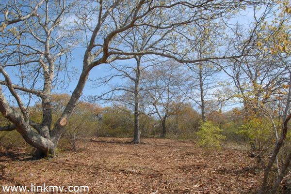 Lot 3 East Pasture Road Aquinnah, MA 02535 - Photo 4 of 6 Building site, high and dry
