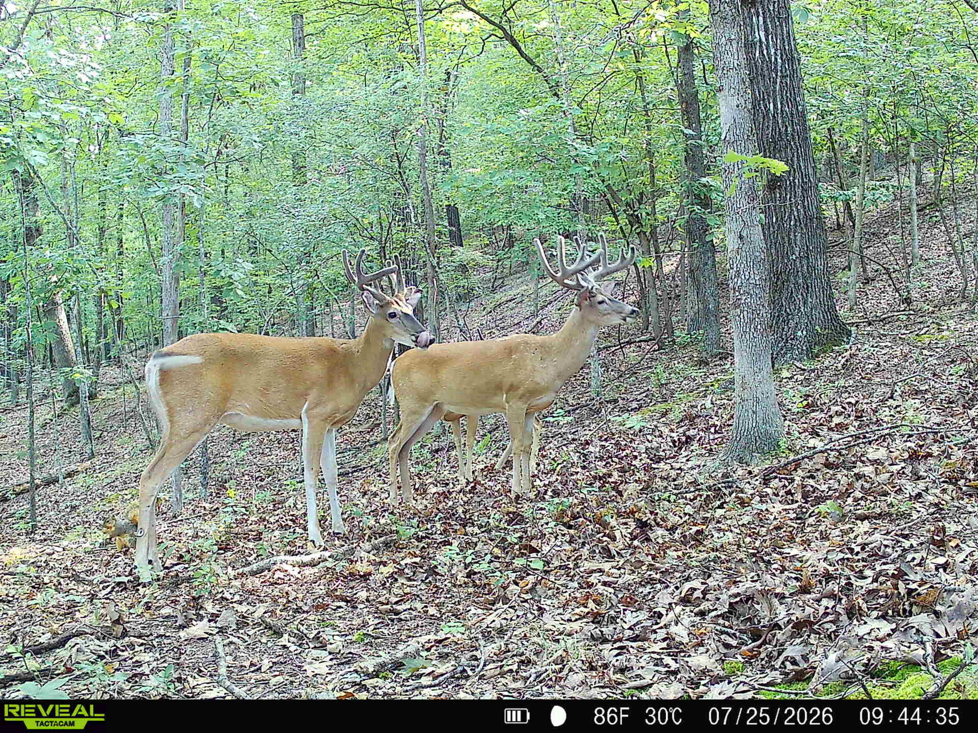 121 Legacy Farms Road Chestnutridge, MO 65630 - Photo 60 of 60 IMG_1462