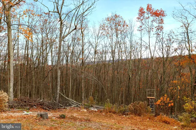 a view of outdoor space with a tree