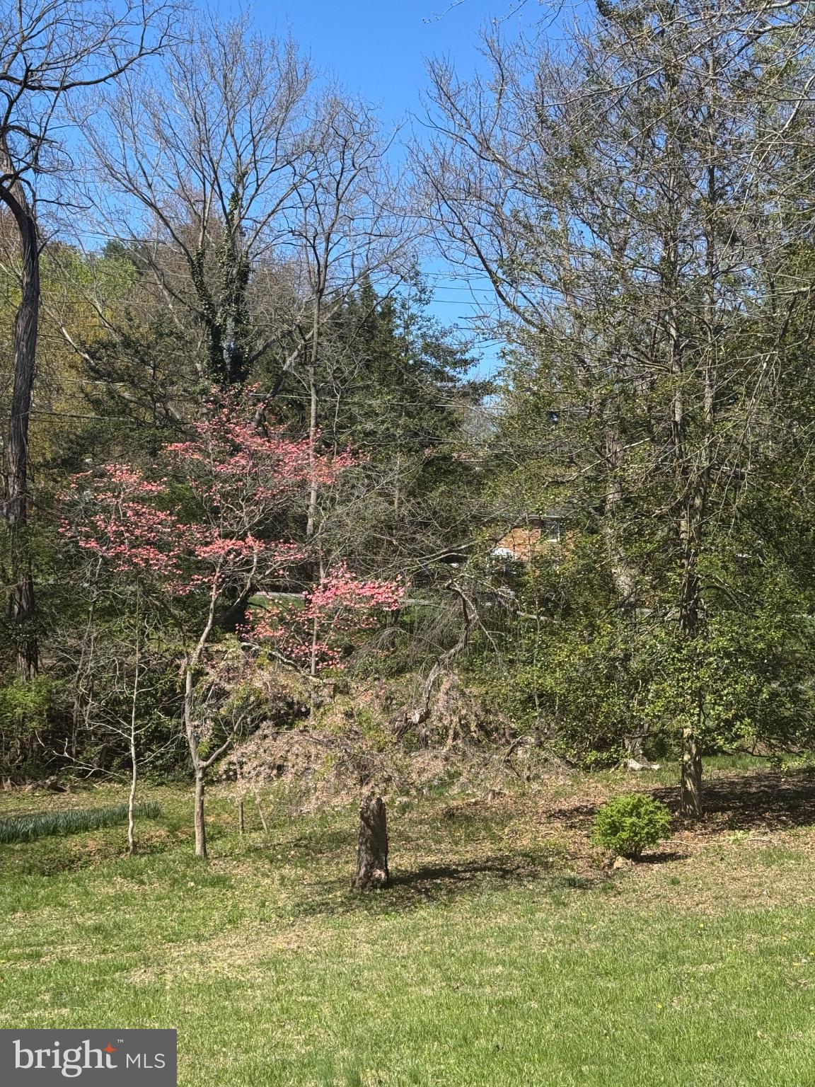 12410 Piedmont Road Clarksburg, MD 20871 - Photo 3 of 64 Spring Blooms Amidst Lush Greenery
