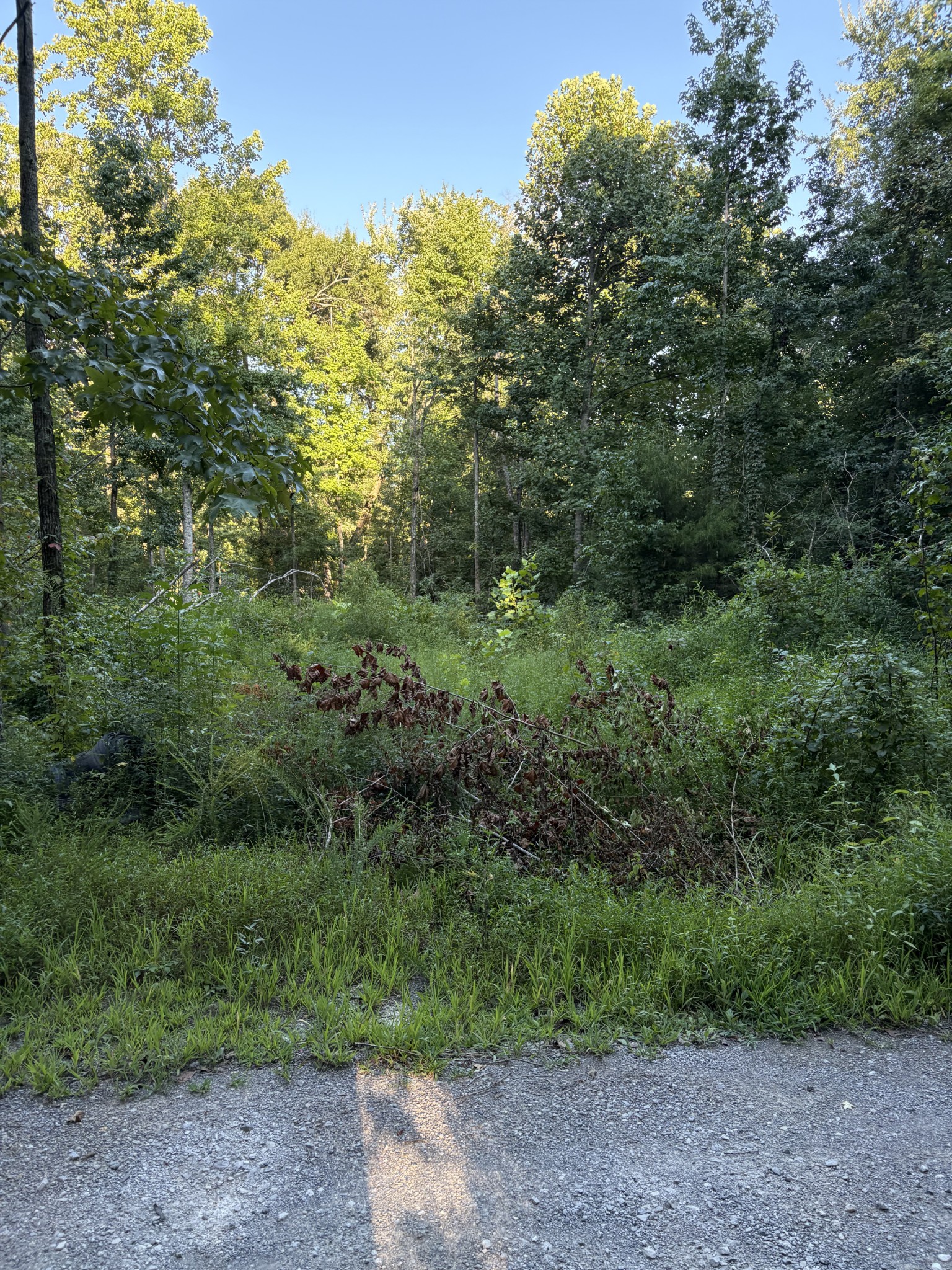 0 Shiloh Road Beechgrove, TN 37018 - Photo 2 of 4 Gallery Image 2