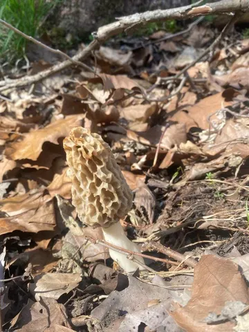 $369,750 | 0 Osage Drive, New London, MO 63459