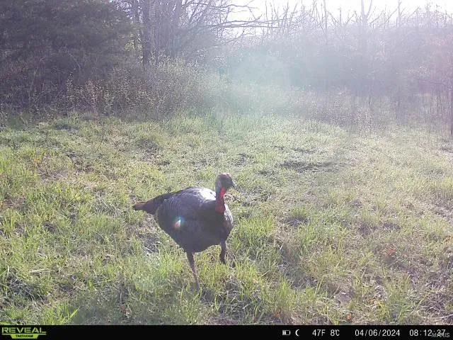 $369,750 | 0 Osage Drive, New London, MO 63459