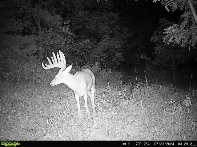 $369,750 | 0 Osage Drive, New London, MO 63459