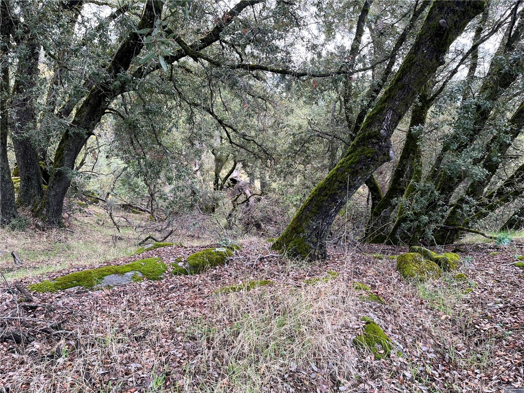 0 Jean Road East Oakhurst, CA 93644 - Photo 11 of 12 a backyard of a house with lots of green space