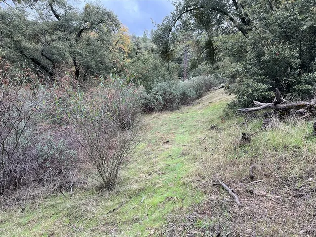 a view of a dry yard with lots of green space