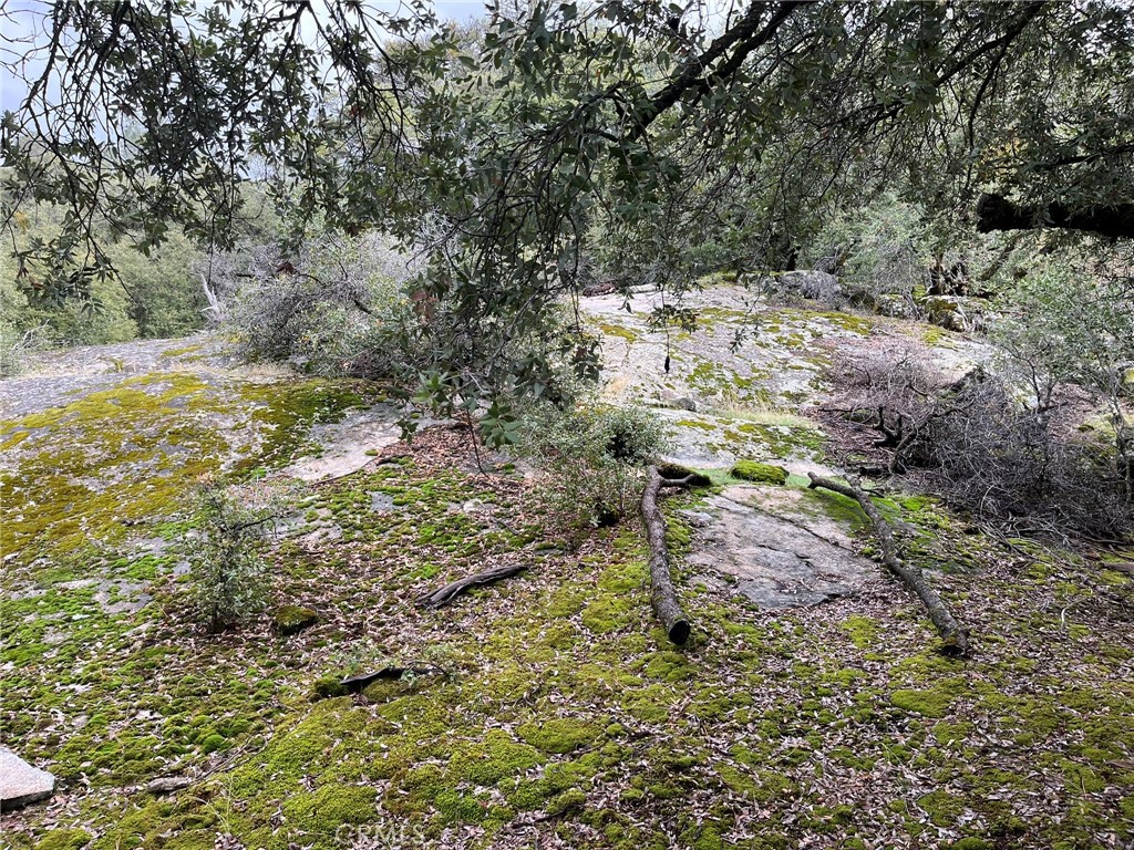 0 Jean Road East Oakhurst, CA 93644 - Photo 6 of 12 a view of a yard with plants and large trees