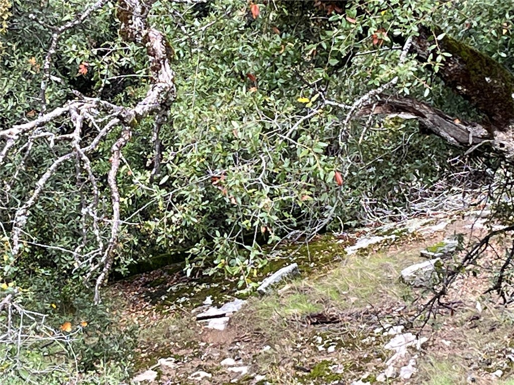 0 Jean Road East Oakhurst, CA 93644 - Photo 8 of 12 a view of a tree