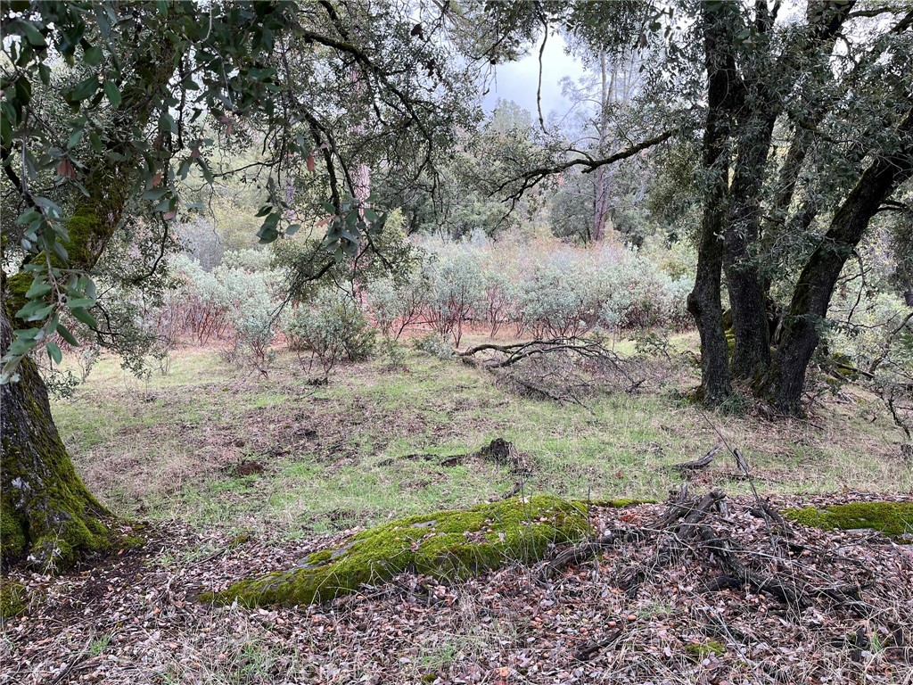 0 Jean Road East Oakhurst, CA 93644 - Photo 10 of 12 a view of a yard