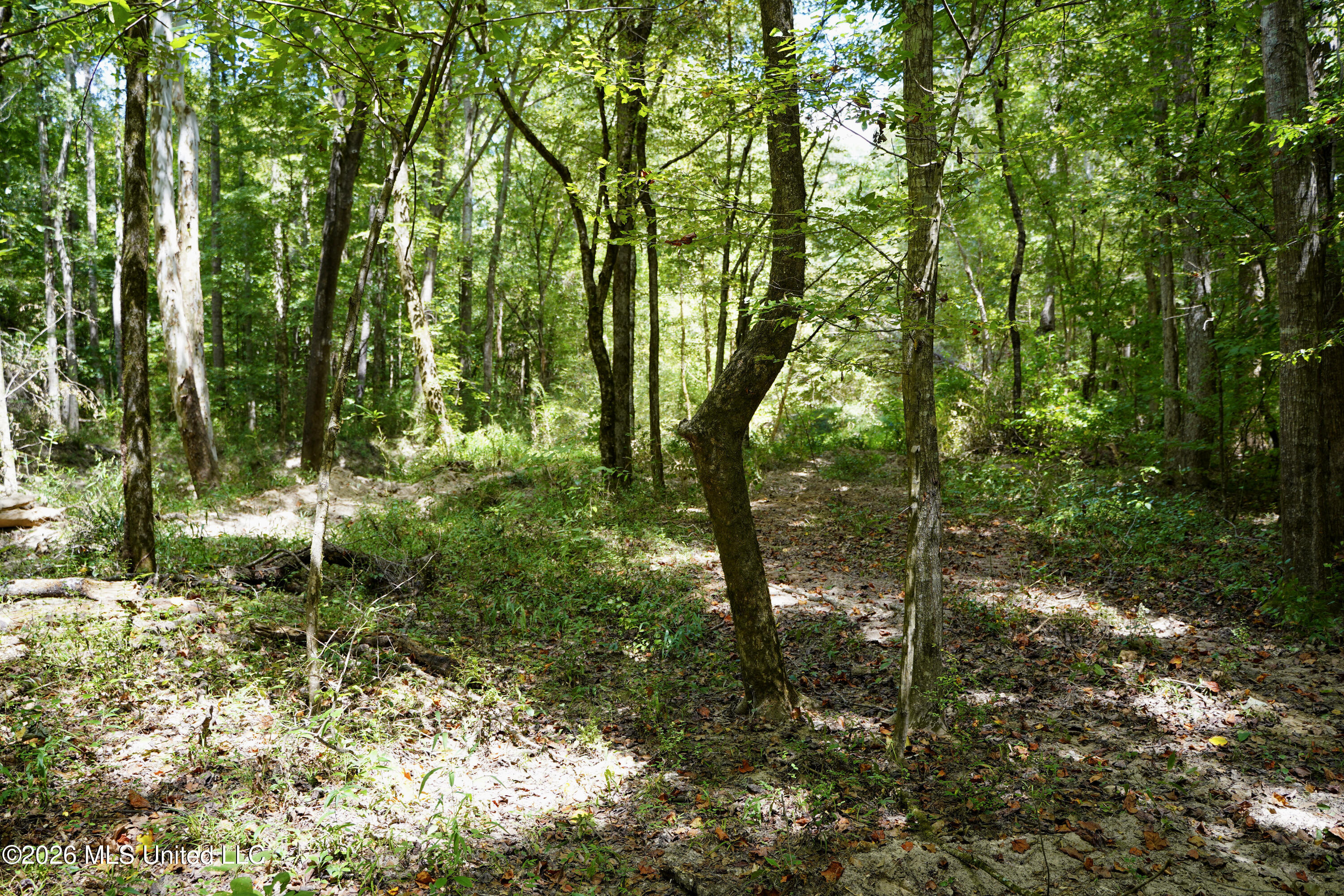 Mcintyre Road Brandon, MS 39042 - Photo 30 of 100 48-DSC08631