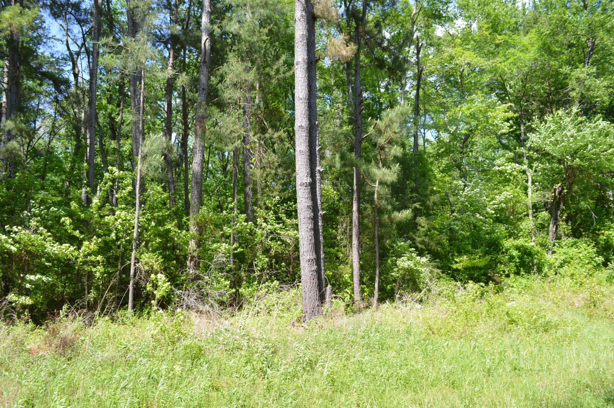 398 Carolyn Lane Decatur, TN 37322 - Photo 5 of 8 Gallery Image 5