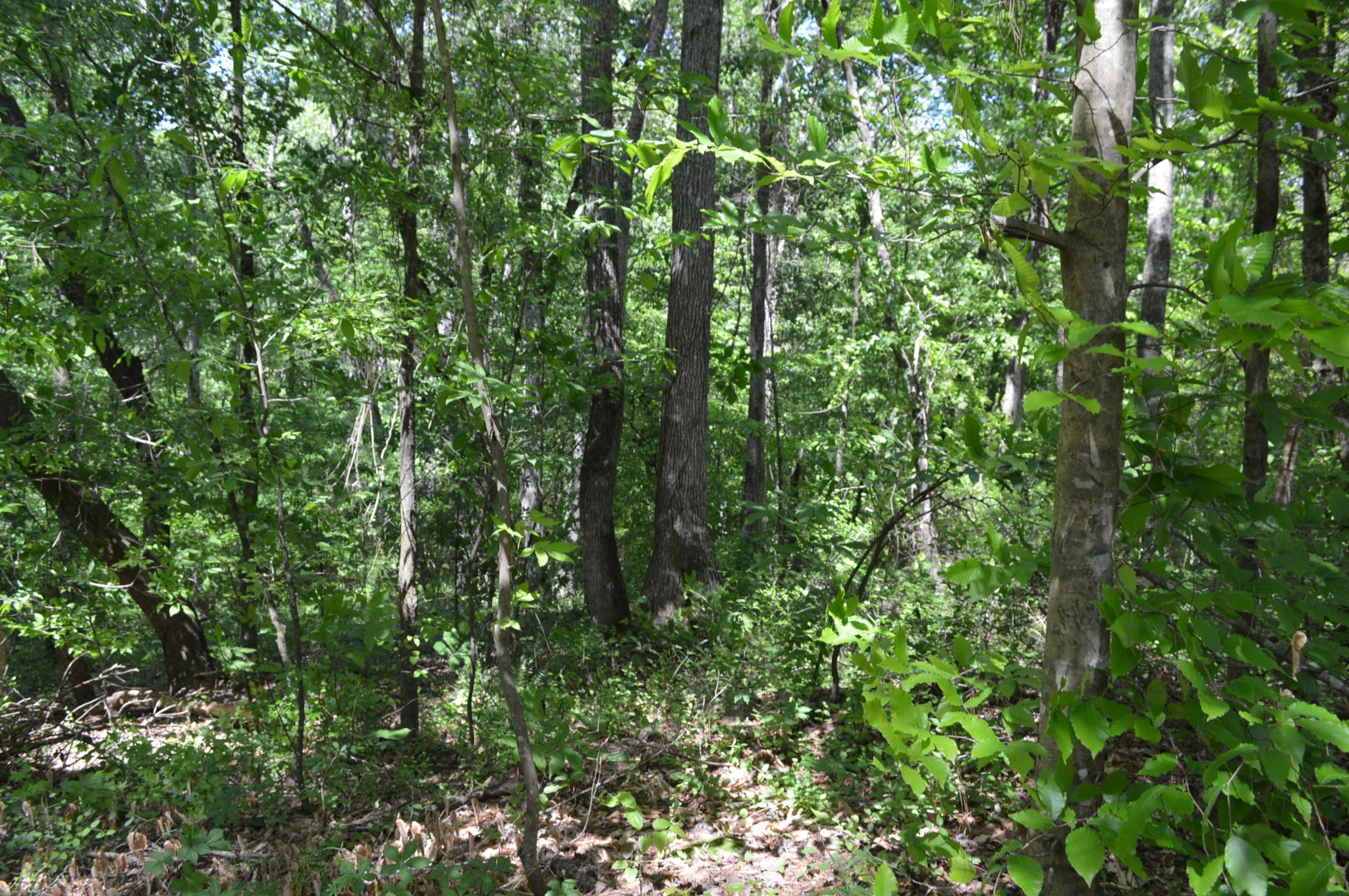 398 Carolyn Lane Decatur, TN 37322 - Photo 6 of 8 Gallery Image 6