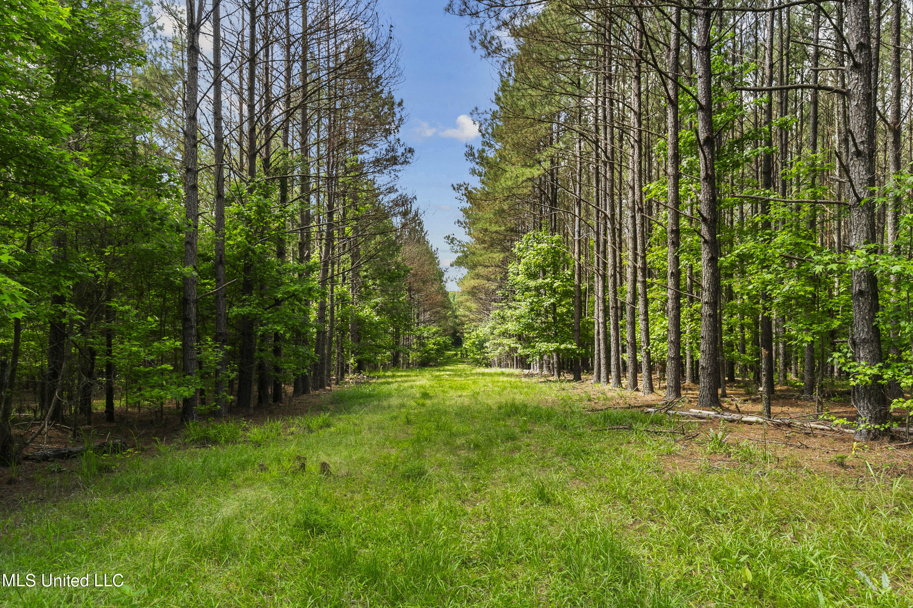 Spring Road Flora, MS 39071 - Photo 2 of 44 Spring Rd-1