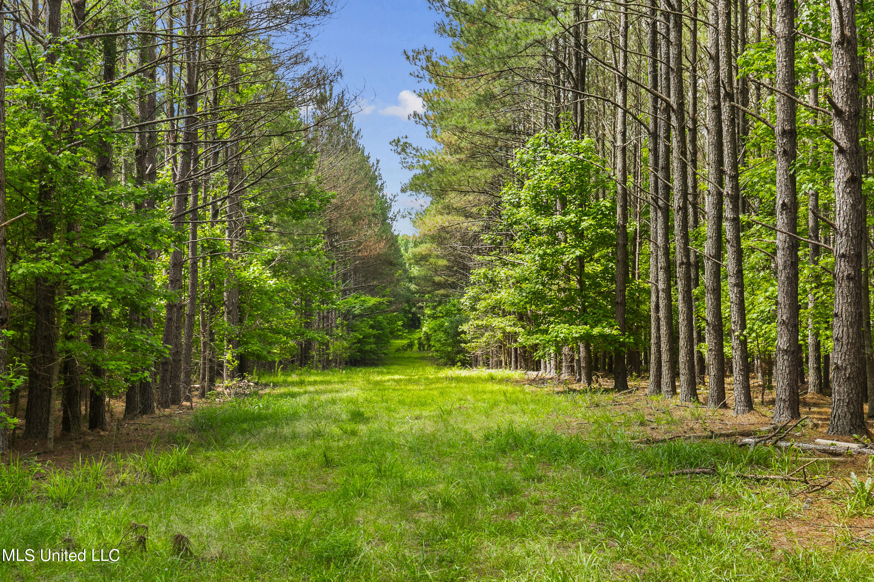 Spring Road Flora, MS 39071 - Photo 4 of 44 Spring Rd-3