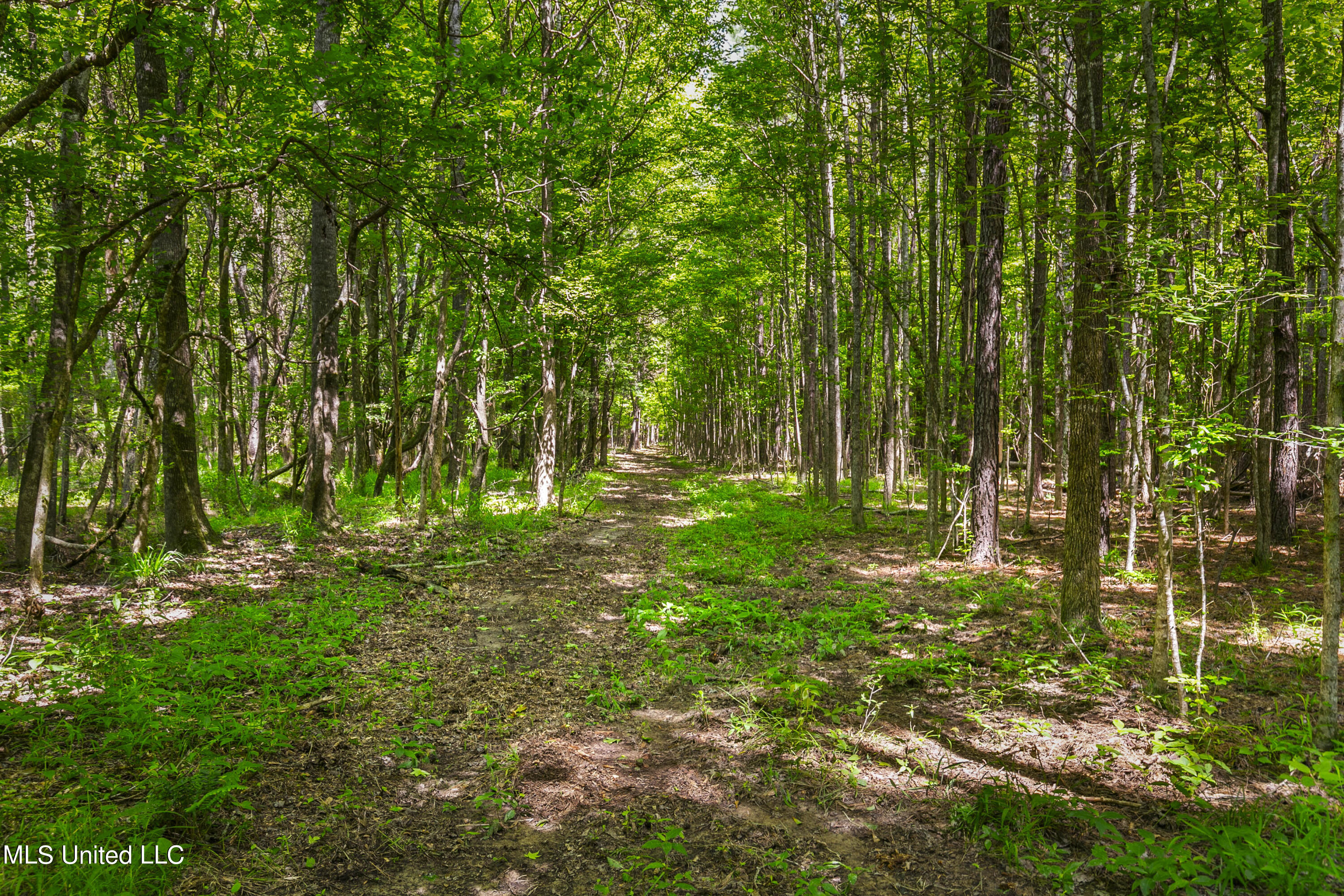 Spring Road Flora, MS 39071 - Photo 7 of 44 Spring Rd-6