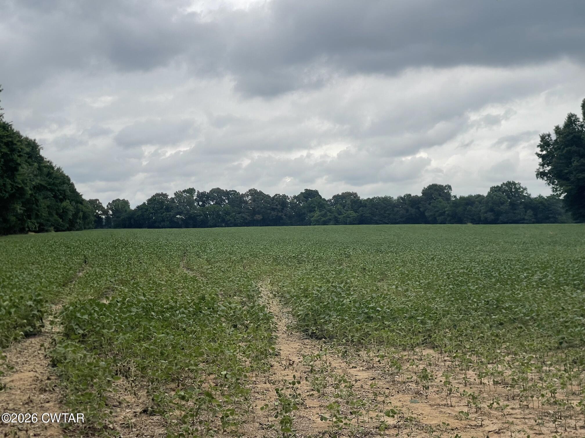 0 Old Jackson Road Gadsden, TN 38337 - Photo 8 of 23 IMG_9002