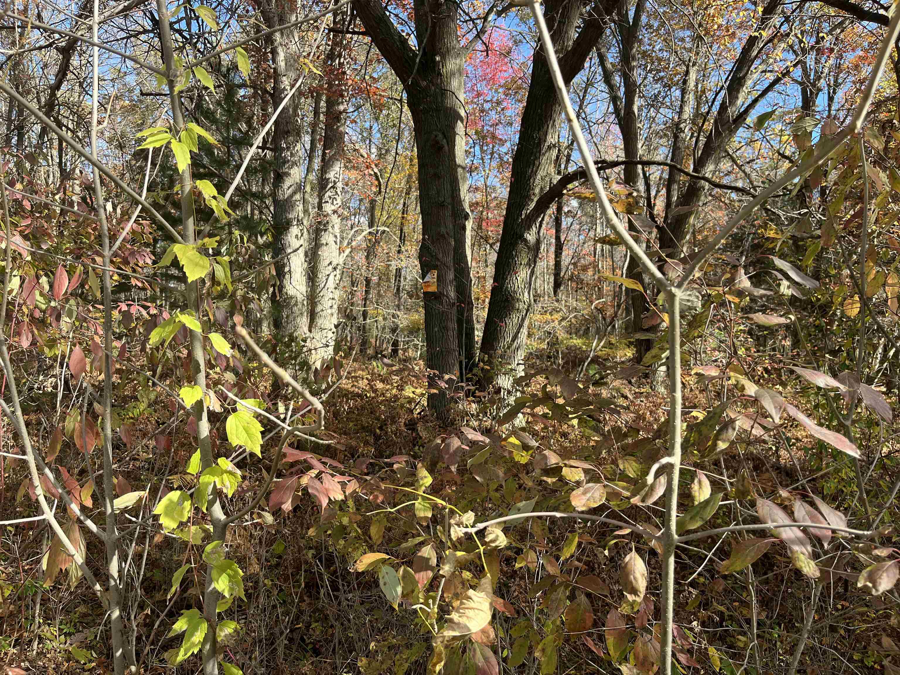 Nka Husak Road Omer, MI 48749 - Photo 4 of 5