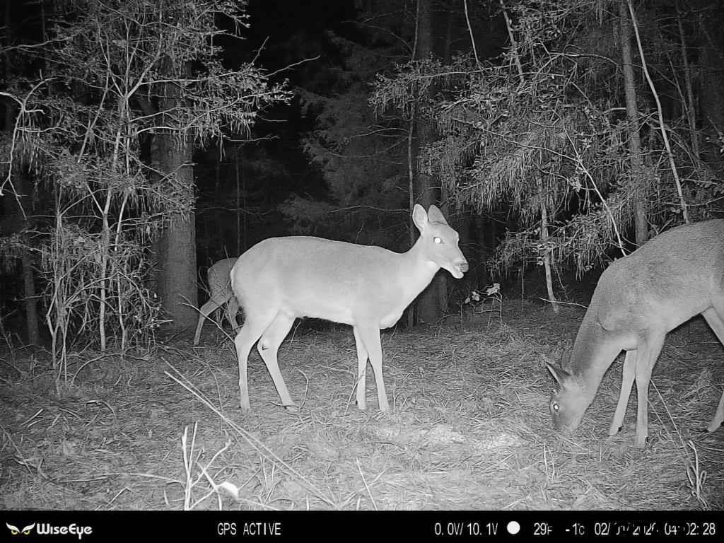 0 Hwy 84 Rusk Tx 75785 Rusk, TX 75785 - Photo 18 of 19