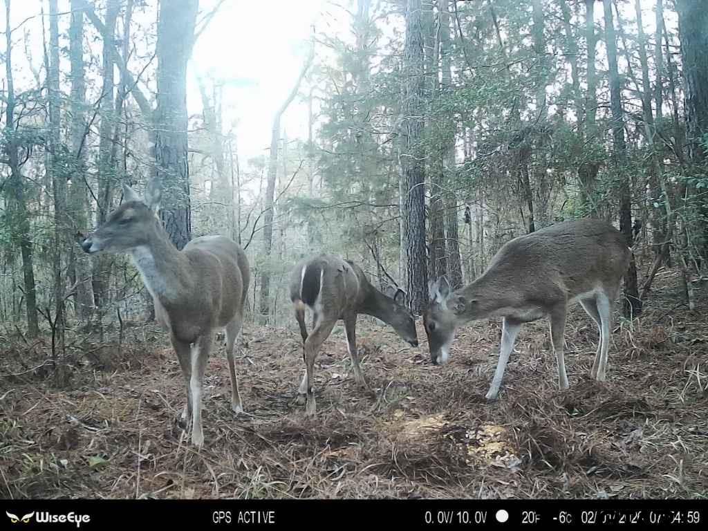 0 Hwy 84 Rusk Tx 75785 Rusk, TX 75785 - Photo 19 of 19