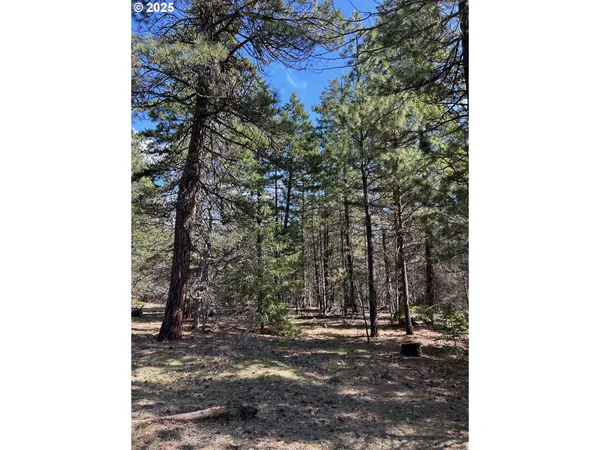 a view of a forest with trees in the background