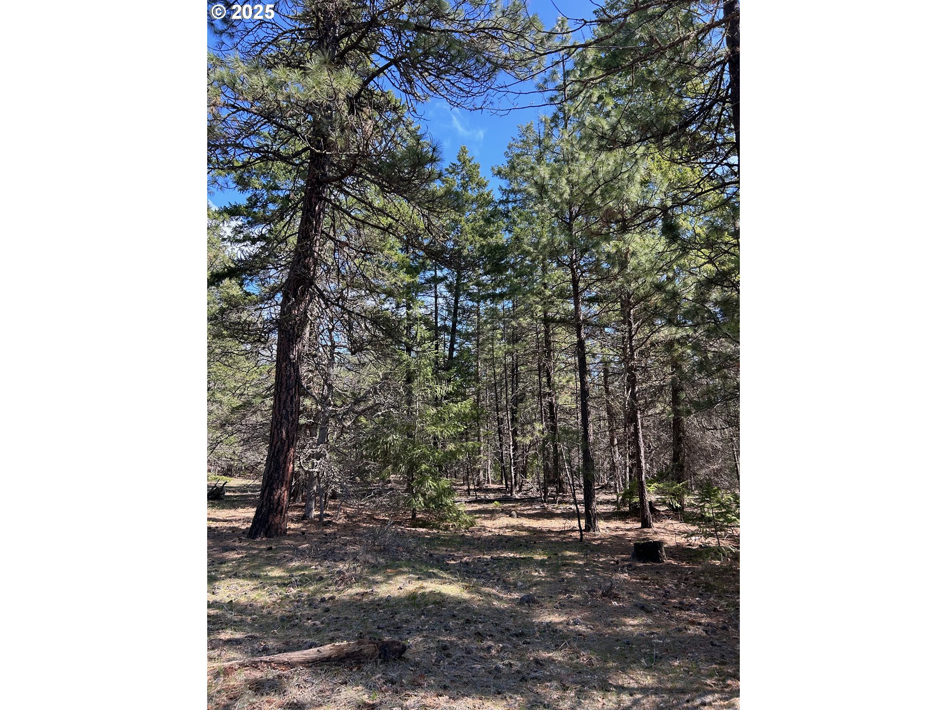 a view of a forest with trees in the background