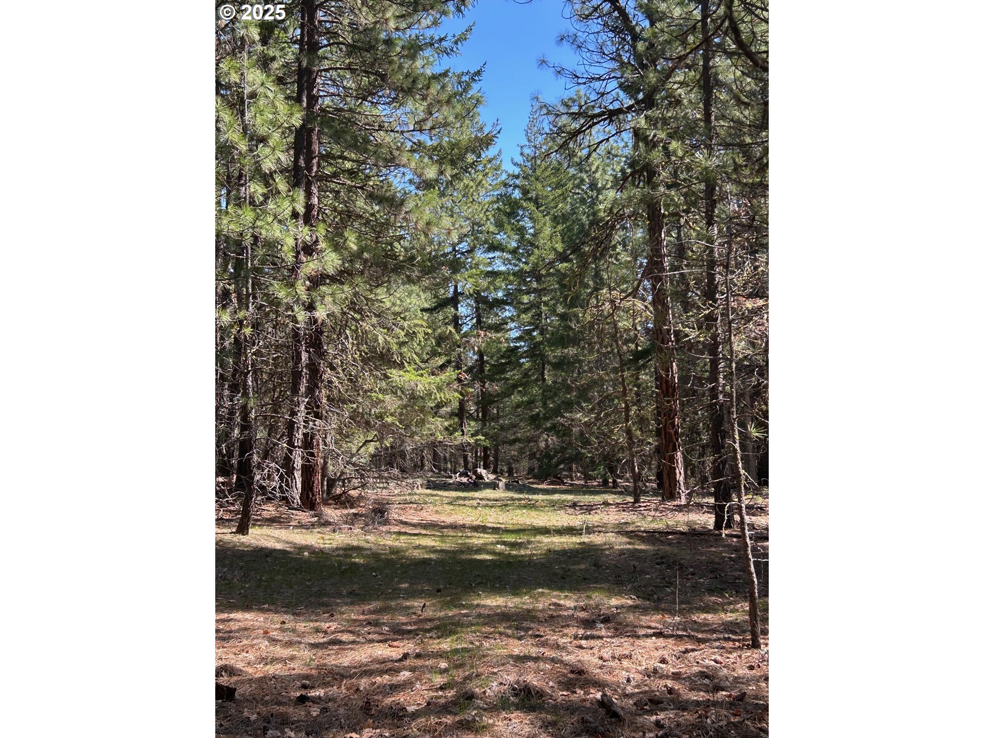3 Thompson Trail Goldendale, WA 98620 - Photo 11 of 27 a view of a tree with a yard