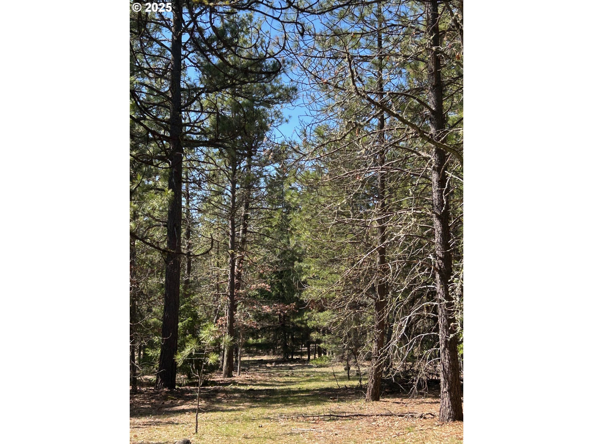 3 Thompson Trail Goldendale, WA 98620 - Photo 12 of 27 a view of a tree in front of a house