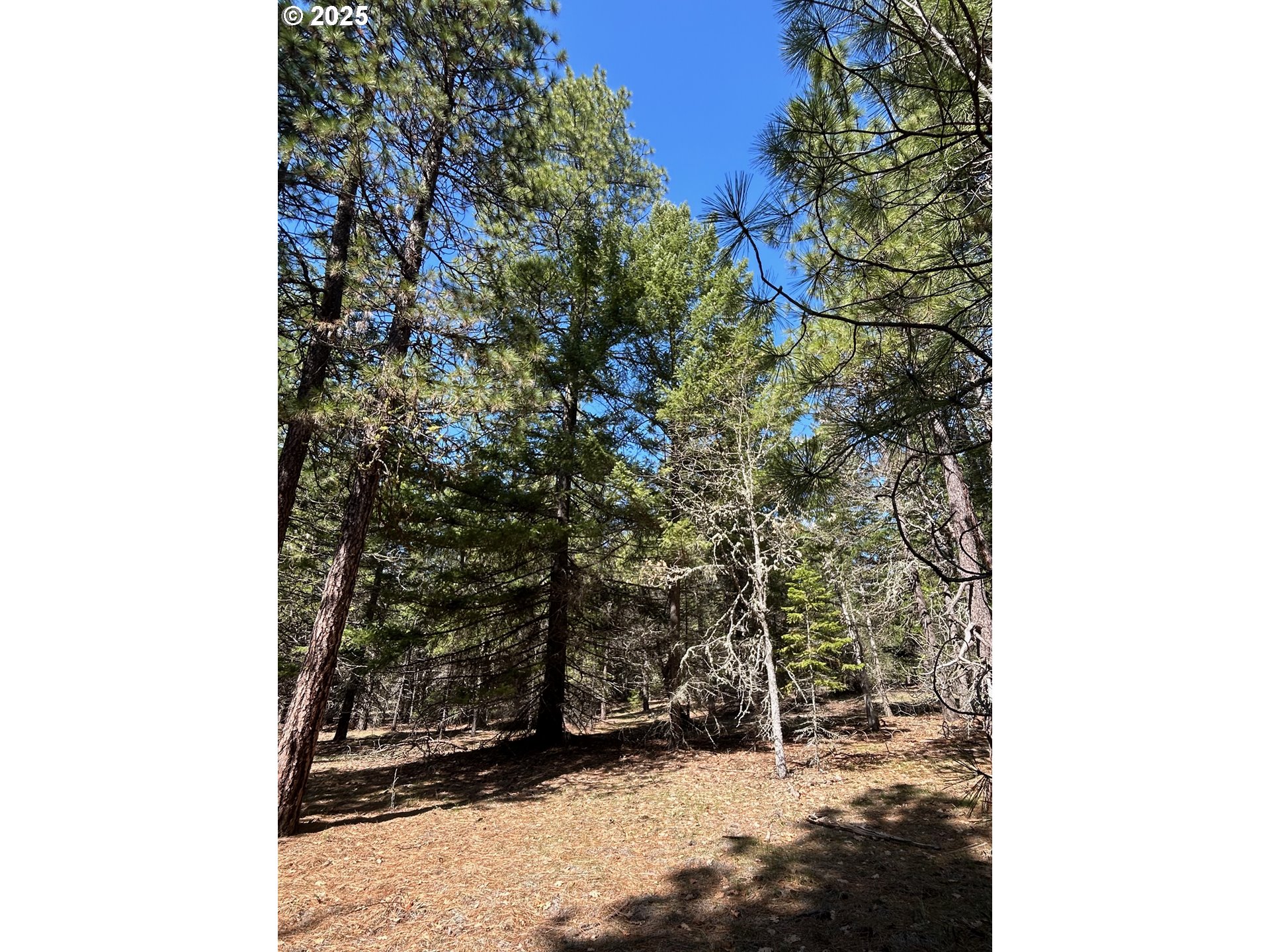 3 Thompson Trail Goldendale, WA 98620 - Photo 13 of 27 a view of a yard with plants and wooden fence