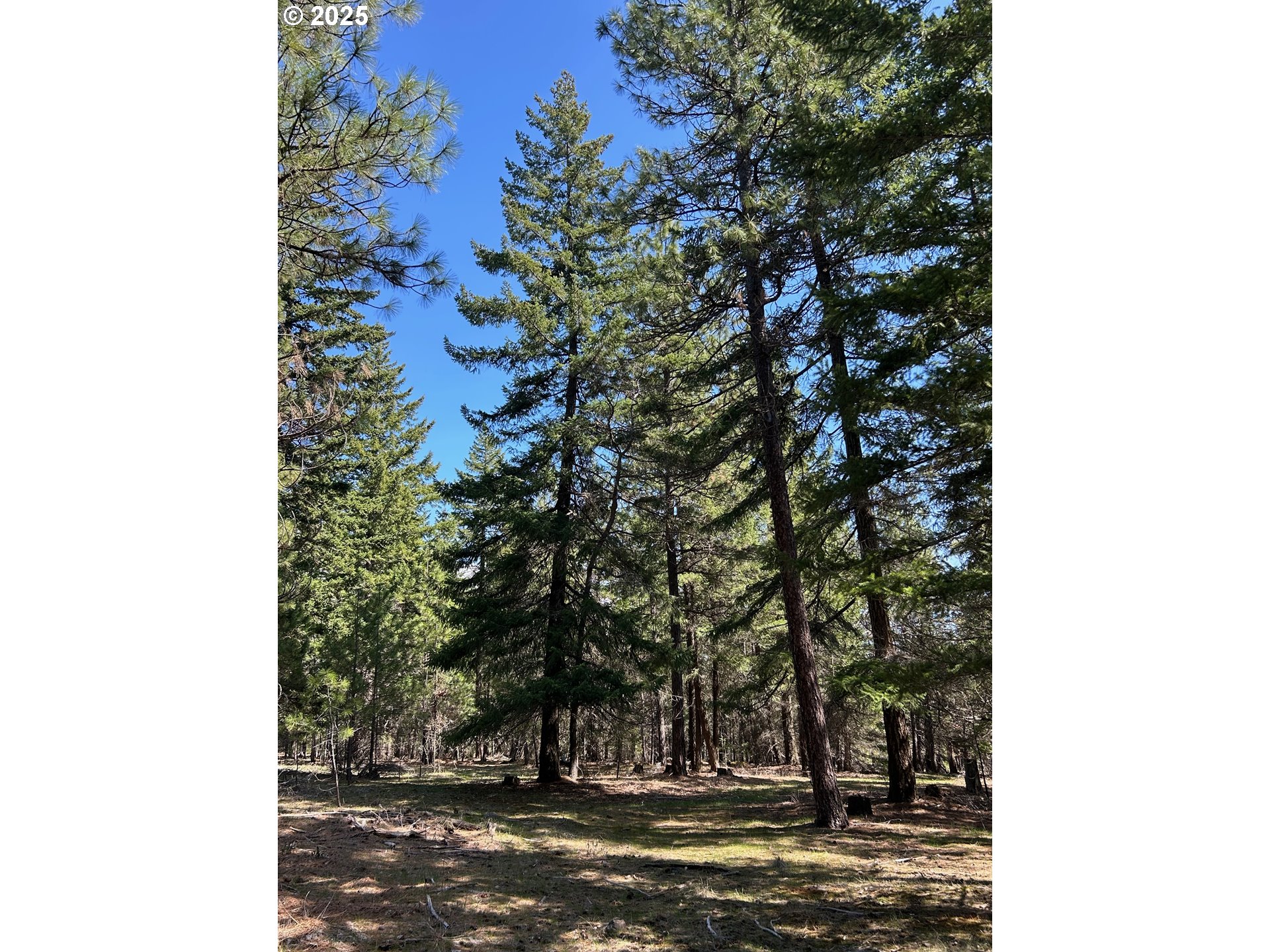 3 Thompson Trail Goldendale, WA 98620 - Photo 16 of 27 a view of a tree in front of a house