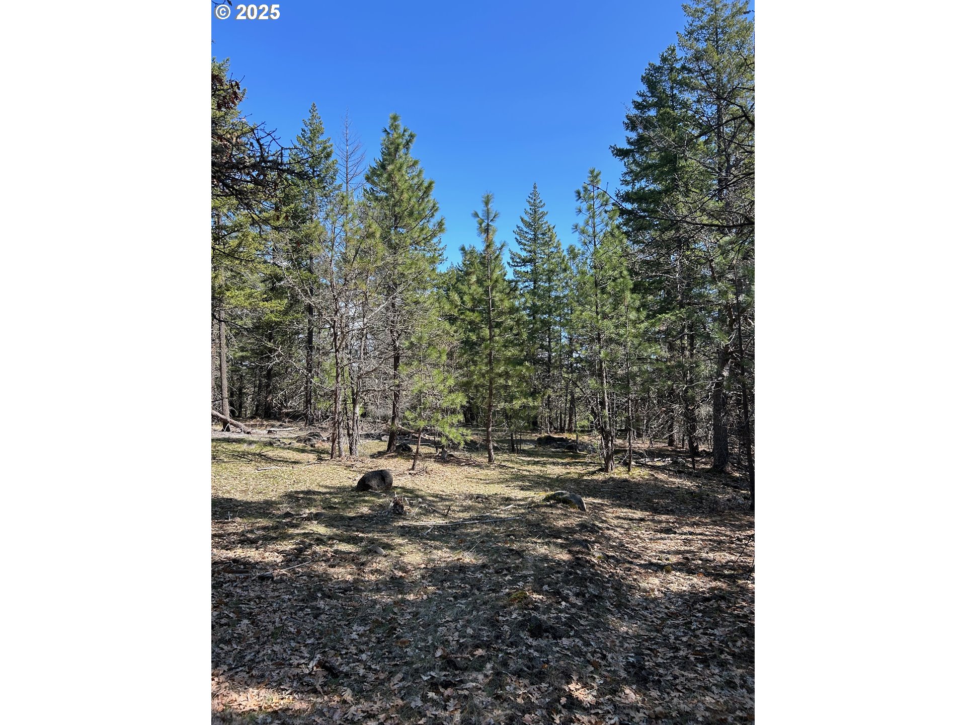 3 Thompson Trail Goldendale, WA 98620 - Photo 17 of 27 a view of a yard with trees in the background