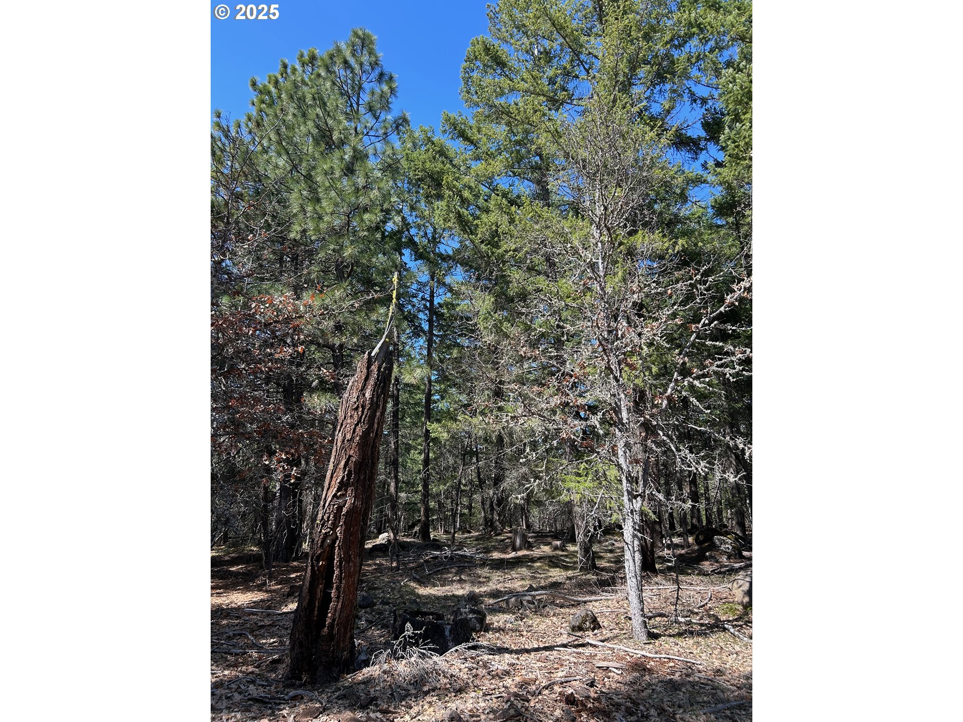 3 Thompson Trail Goldendale, WA 98620 - Photo 18 of 27 a view of a tree with a tree