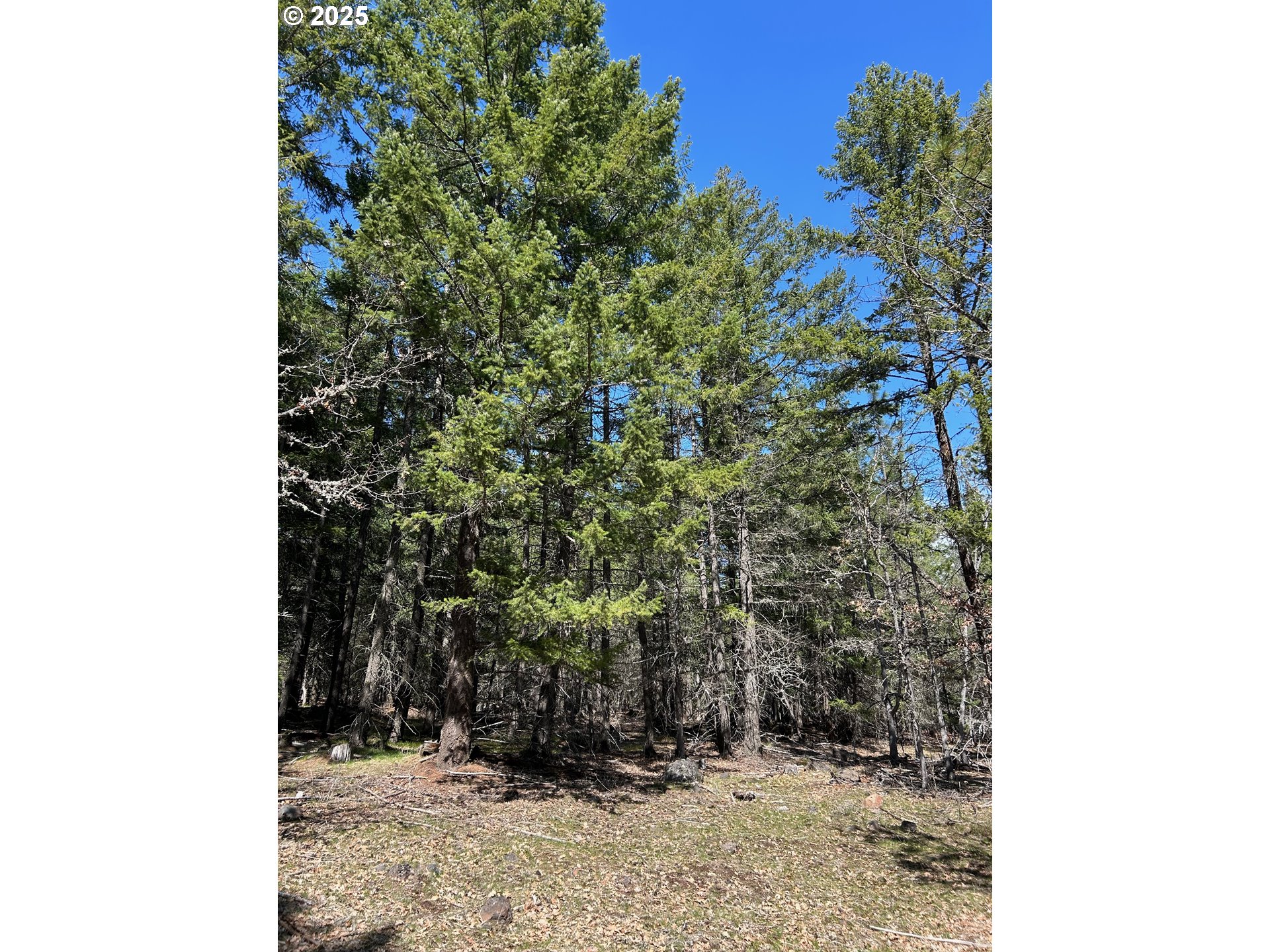 3 Thompson Trail Goldendale, WA 98620 - Photo 19 of 27 a view of a tree with a tree