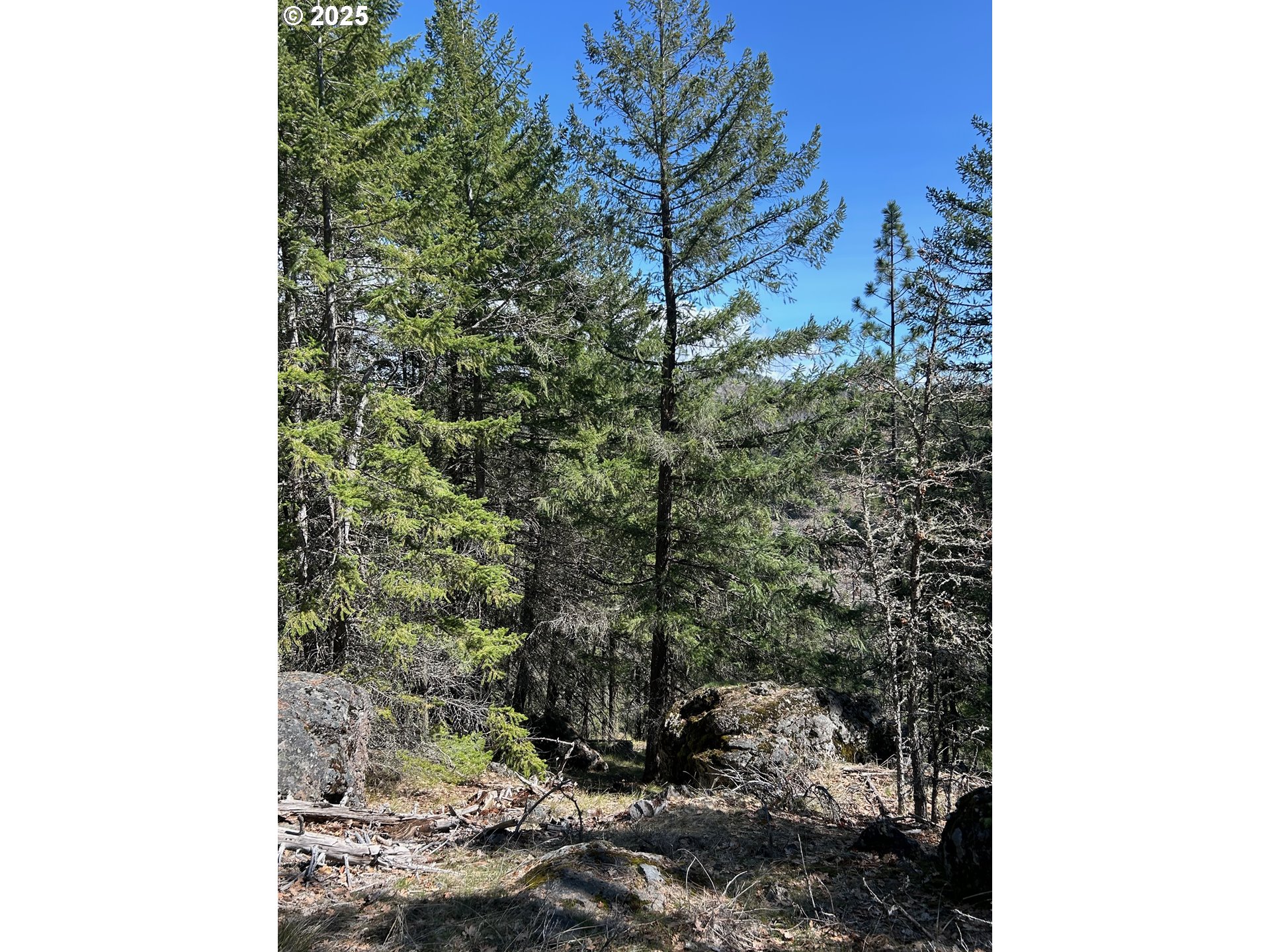 3 Thompson Trail Goldendale, WA 98620 - Photo 20 of 27 a view of a forest of a building