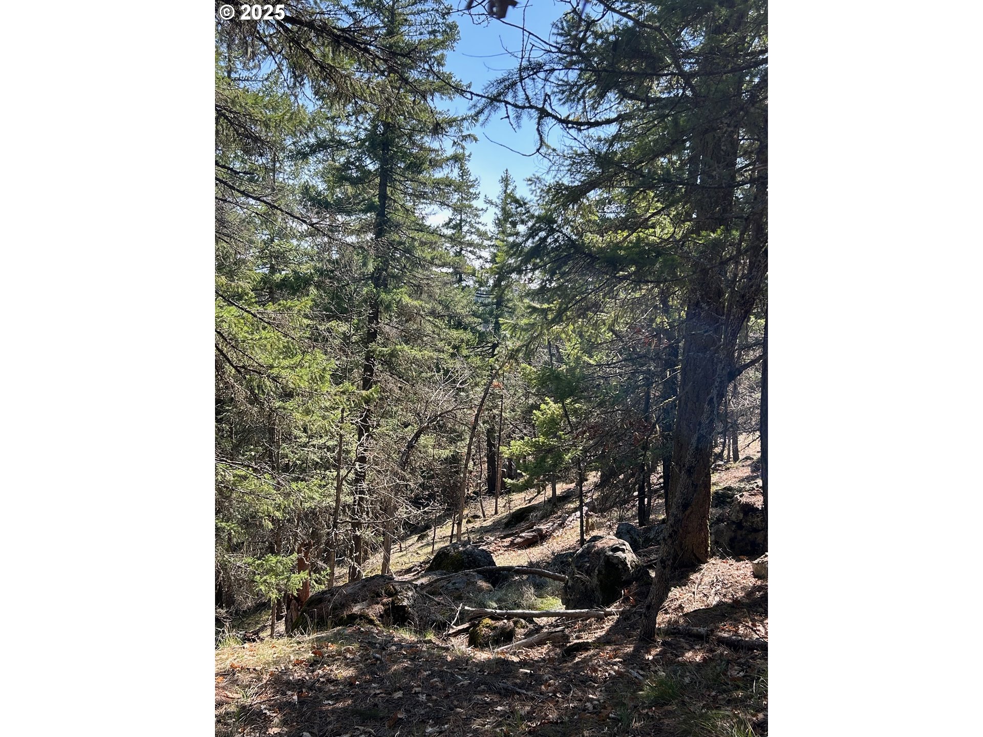 3 Thompson Trail Goldendale, WA 98620 - Photo 21 of 27 a view of a tree in a yard