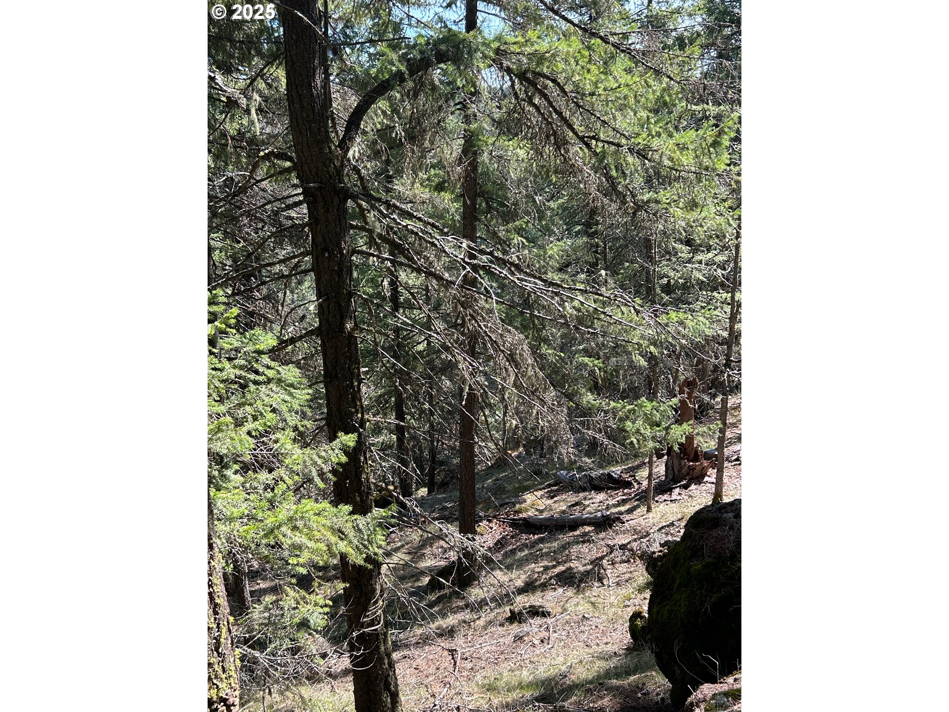 3 Thompson Trail Goldendale, WA 98620 - Photo 22 of 27 a picture of a tree