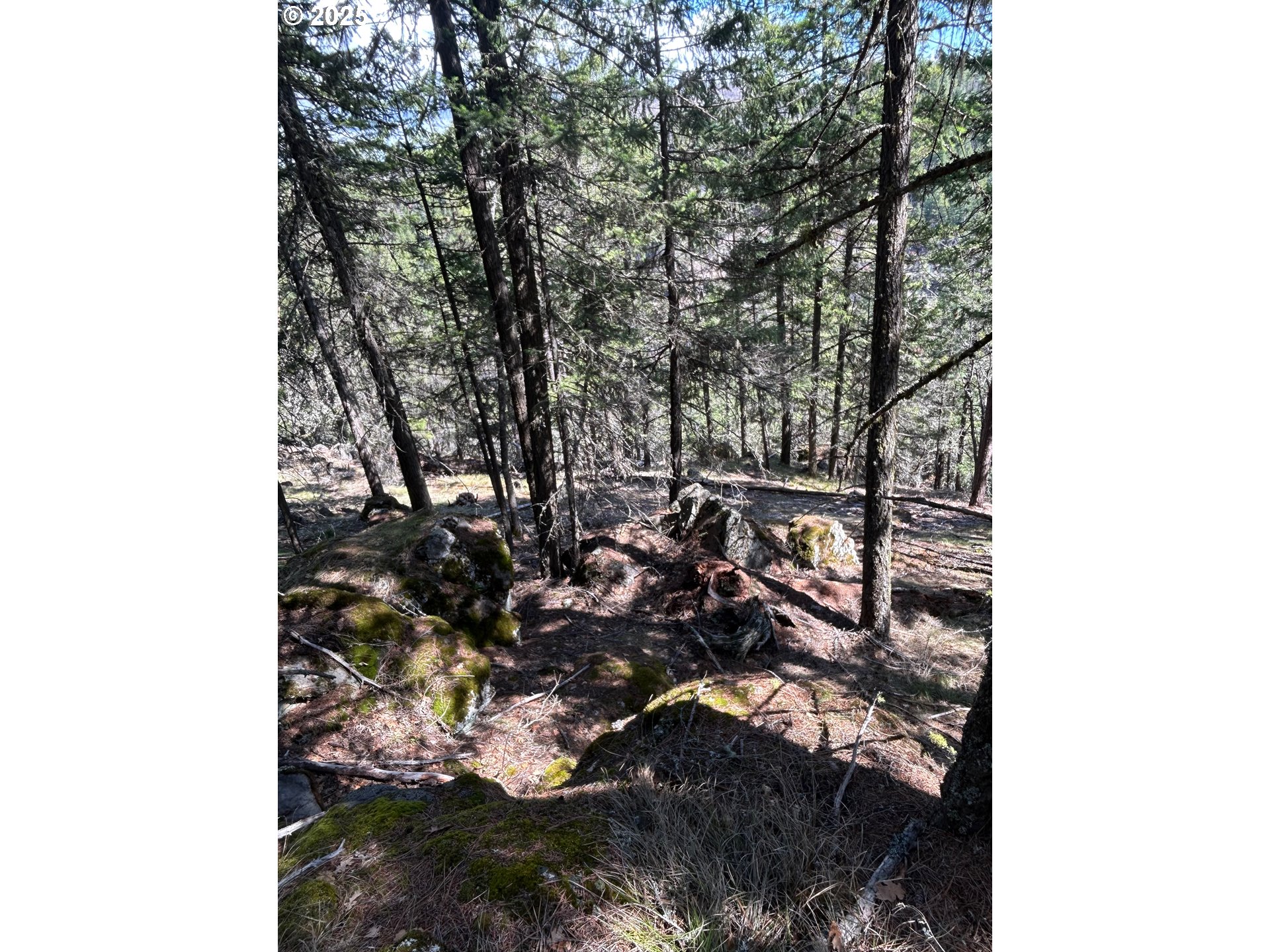 3 Thompson Trail Goldendale, WA 98620 - Photo 23 of 27 a view of a tree with a tree