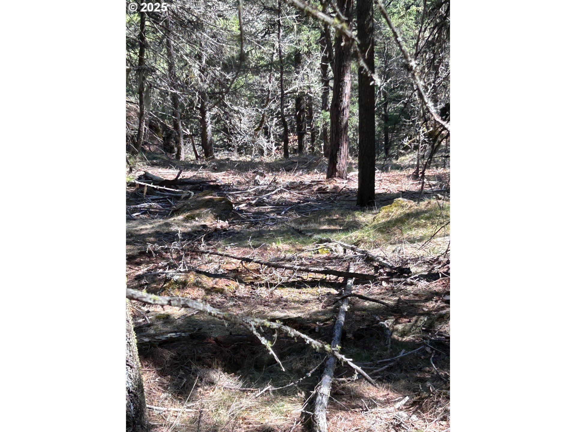 3 Thompson Trail Goldendale, WA 98620 - Photo 24 of 27 a view of a forest with a tree